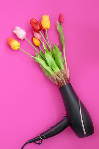 Art print: Tulips in Fohn