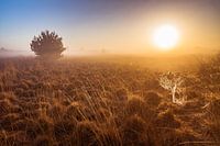 Zonsopkomst in het veen