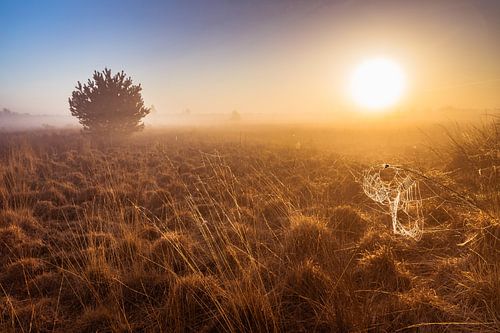 Sunrise in the bog area