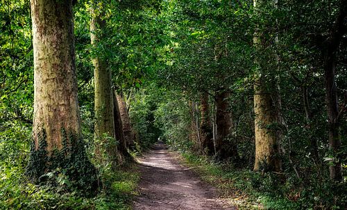 Marcher dans la forêt