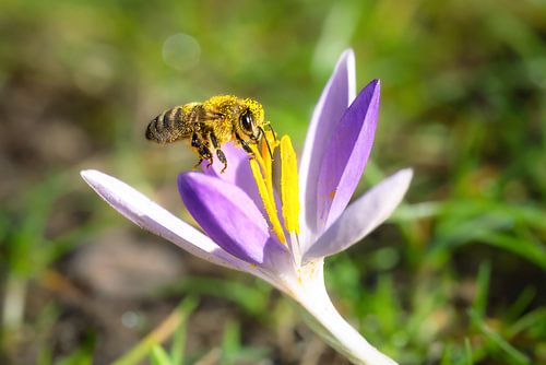 Une abeille en vol près d'un crocus violet