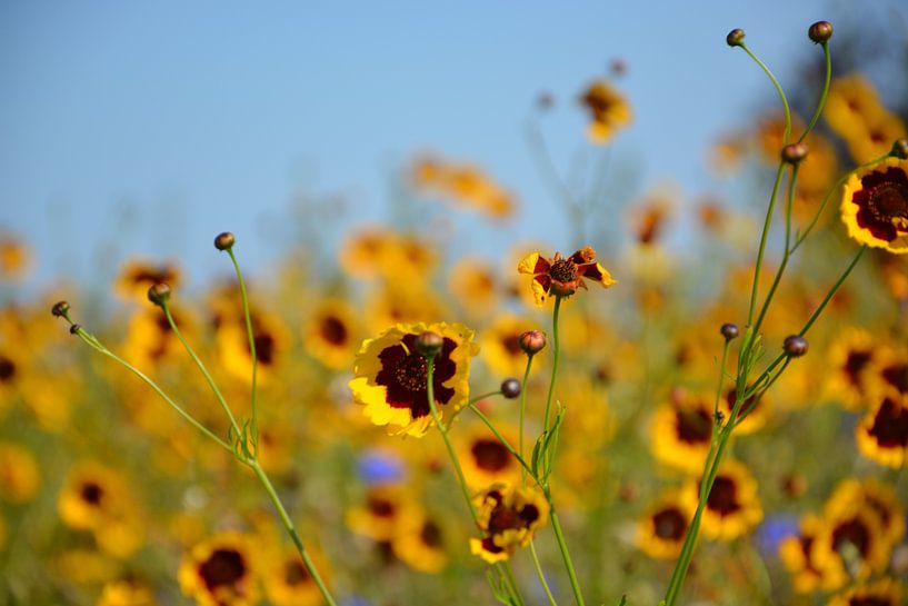 gelbe Blumen Achsen von Henriette Tischler van Sleen