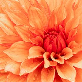 Liebe für dahlia's Misses Trucella orange von Cindy Mulder