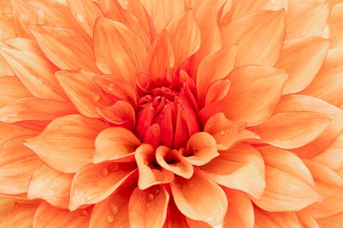Amour pour les dahlia's Misses Trucella orange sur Cindy Mulder