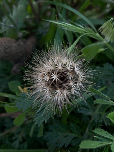 Wild Star