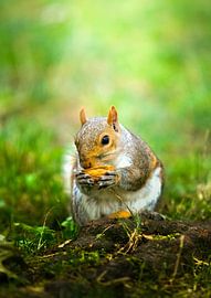 A squirrel eating by Tije Mählmann