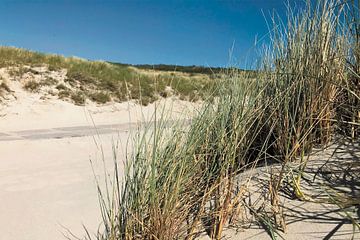 Duingras Zeeland van Krista Kitsz Art