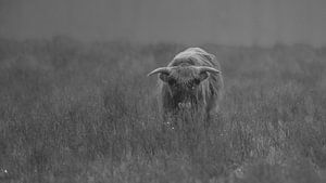 Schottische Highlander in Schwarz-Weiß