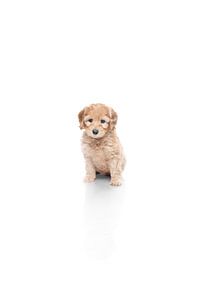 Portrait d'un chiot Labradoodle sur fond blanc