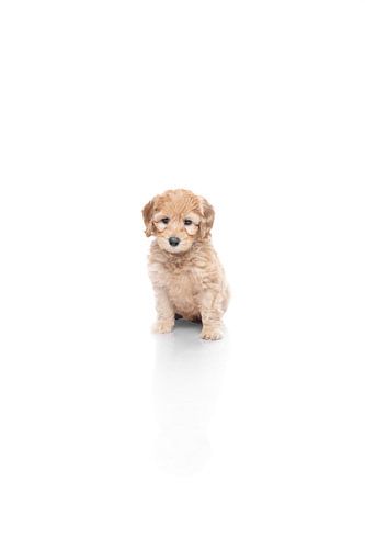 Portrait Labradoodle puppy on white background