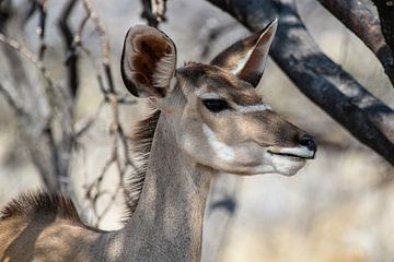 Kudu in Etosha NP van Henri Kok