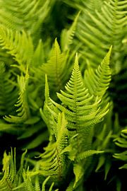 Green ferns, a Bohemian design, fine art macro photo by Karijn | Fine art Natuur en Reis Fotografie