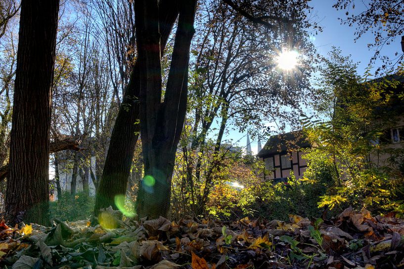 Inselpark Oberer Wöhrd Regensburg im Herbst von Roith Fotografie