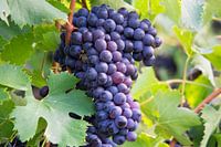 Blue grapes