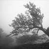 Der Nebelwald von LICHTERKISTE
