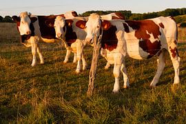 3 Cows in the evening sun by Arno Rakers
