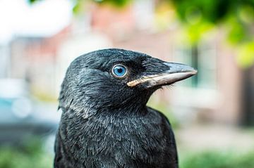 Vogel Kauw blauw closeup vogelhoofd van Tom Poelstra