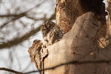 Tawny owl in Plantation Estate by Susan van Etten