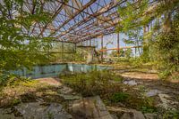 The Jungle Pool