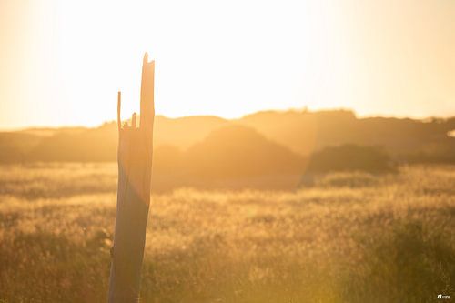 No Country for Old Men