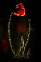 Poppy in evening light