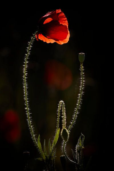Poppy in evening light by Monique Visser
