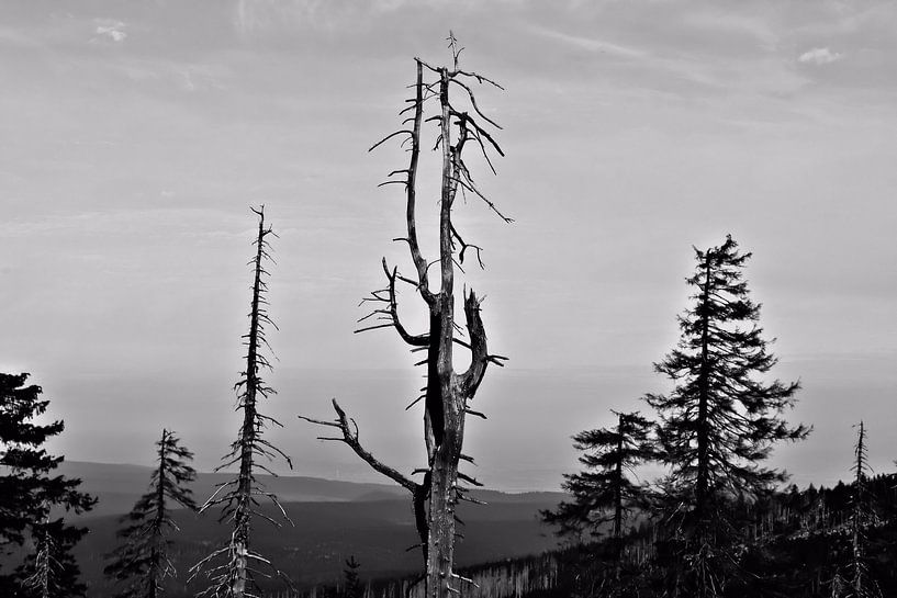 Dead trees in a forest at the foot of the Brocken by Heiko Kueverling