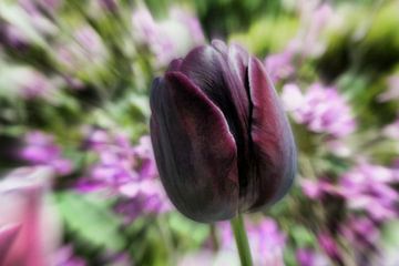 la tulipe sur Yvonne Blokland