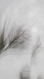 Waving reeds by Ankie Kooi