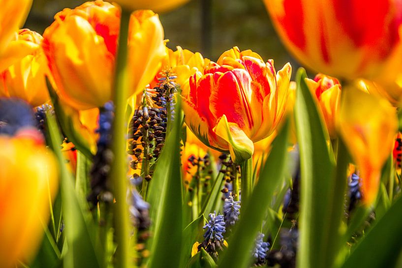 La tulipe frappante par Stedom Fotografie