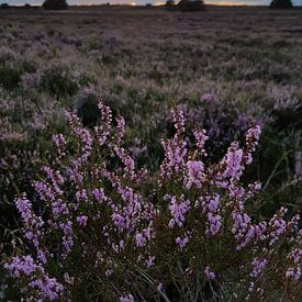 Heide bij zonsondergang van Brigitte Hofman-Balfoort