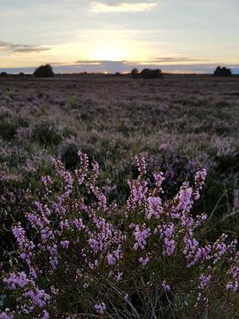 Heide bij zonsondergang van Brigitte Hofman-Balfoort