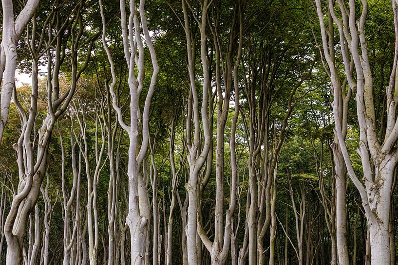 Ghost forest Nienhagen on the Baltic Sea coast by Werner Dieterich