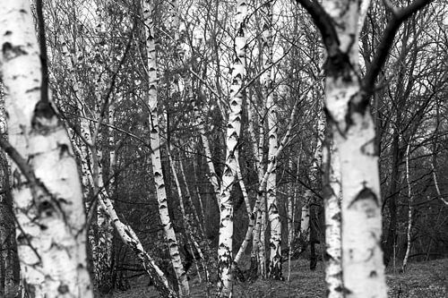 Birch
