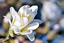 een prachtige ster-magnolia bloesem in het zonlicht van Werner Lehmann