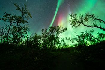 Aurora tanzt mit den Bäumen