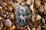 European hedgehog (Erinaceus Europaeus) sleeping in autumn leaves by Dieter Meyrl thumbnail