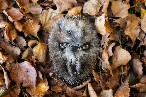 European hedgehog (Erinaceus Europaeus) sleeping in autumn leaves
