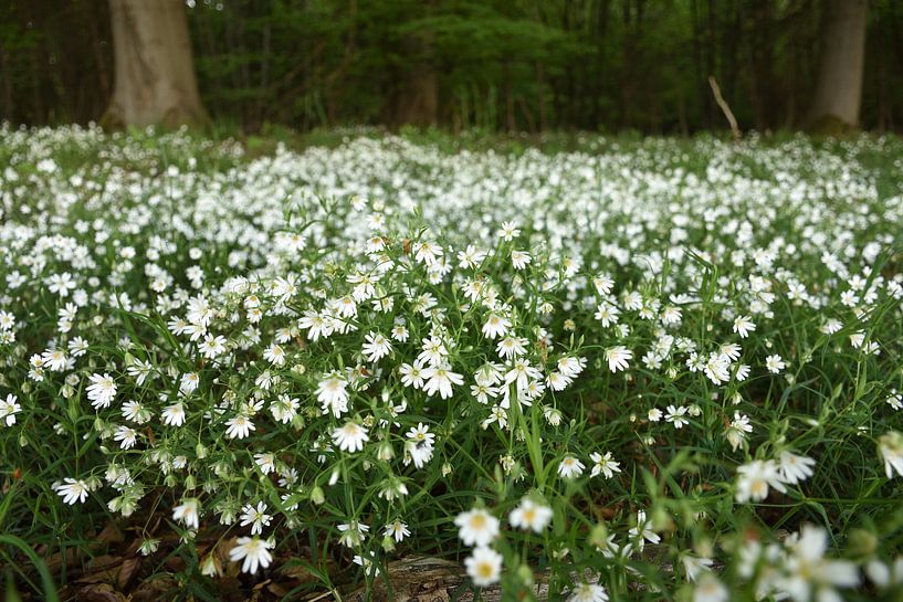 Le grand salicorne dans la forêt par Philipp Klassen