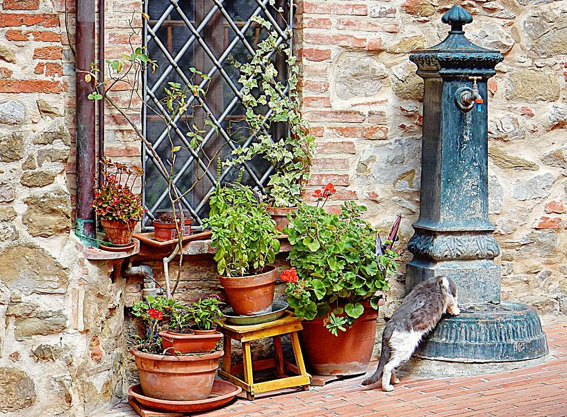 Pawse For A Drink Paciano par Dorothy Berry-Lound