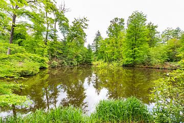 Bosvijver met beukenbomen in lente van Ben Schonewille