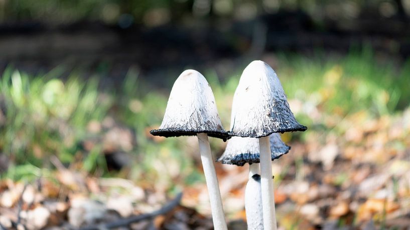 Pilz von JW Image Solutions