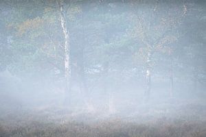 Herbstnebel