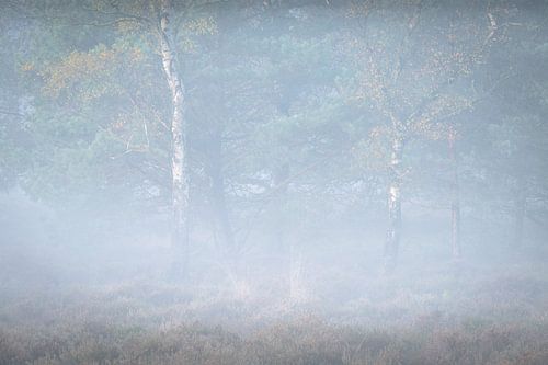 Autumn fog