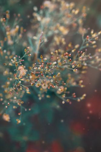 sprookjesachtige bloemen  | fine art foto