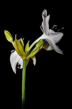The Amazon Queen C :  Minimalistic White Amazon Lily van Joke de Jager