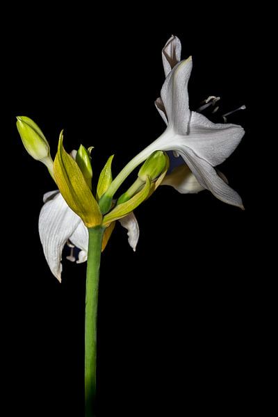 The Amazon Queen B : Minimalistic White Amazon Lily by Joke de Jager