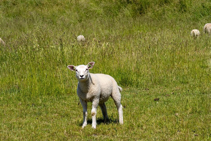 Sheep by Maaike Krimpenfort