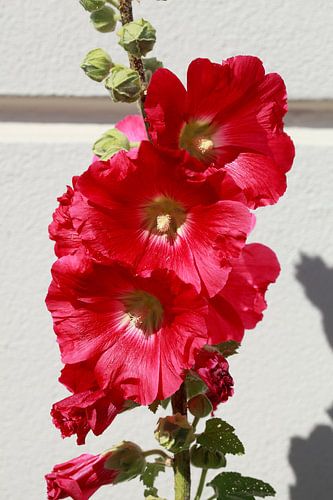 Mallow, Hollyhock, Flower, Blossom