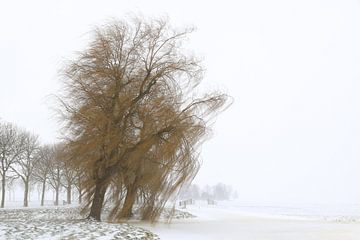 Treurwilg in de sneeuwstorm van FotoBob
